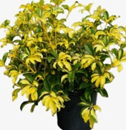Varigated Umbrella Yellow