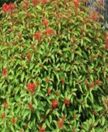 Thoka Mini Rangan Red