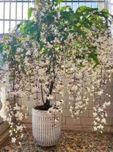 Wisteria Flower White