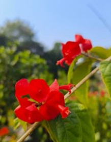 Lipstick Plant Red