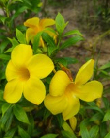 Alamonda Yelow Desi Big Pattle