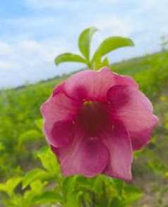 Pink Rani Alamonda Big Pattle