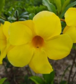 Yellow Alamonda New Pattle