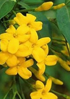 Yellow Jasmin
