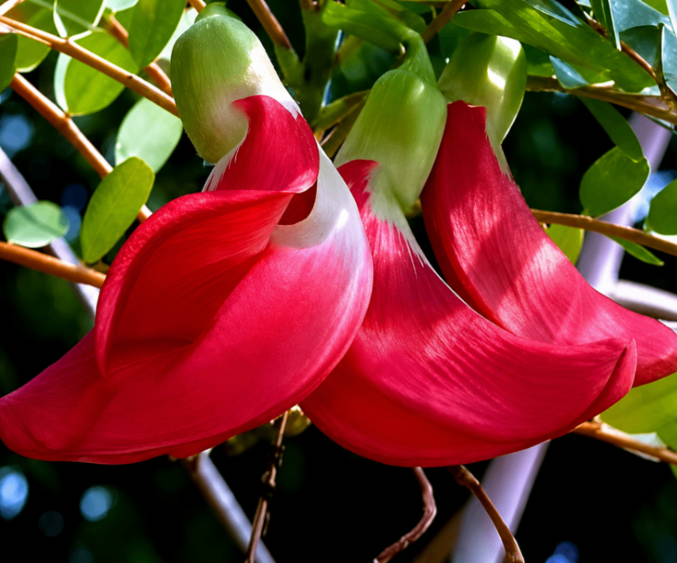 Red Jade Vine