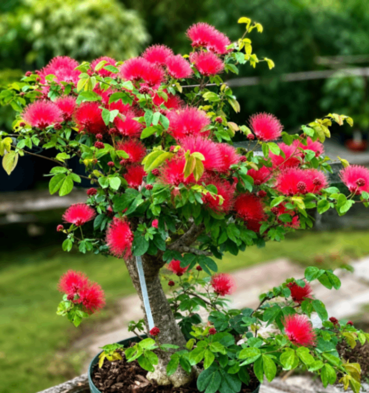 Red Powder Puffff