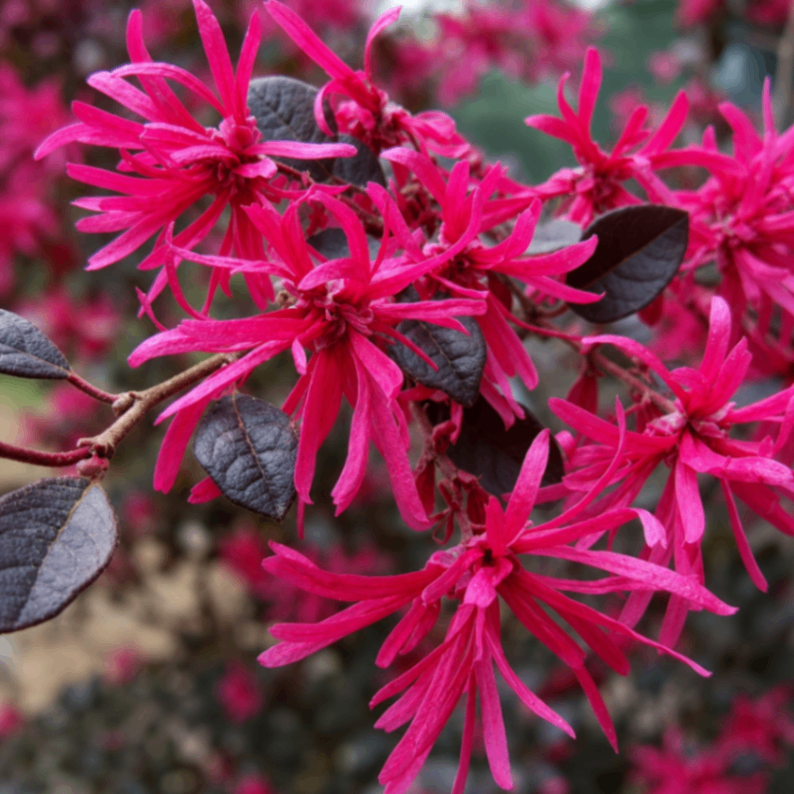 Chinese Fringe Flower