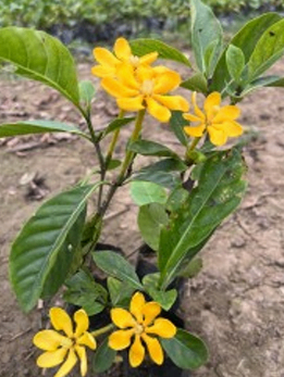 Yellow Chapa