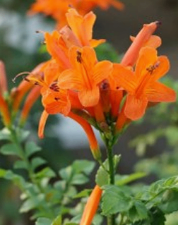 Orange Bell
